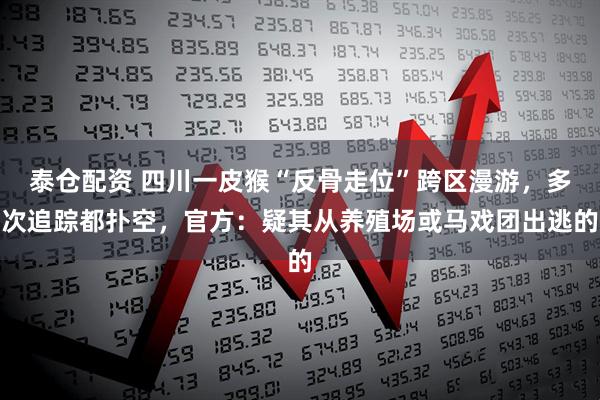 泰仓配资 四川一皮猴“反骨走位”跨区漫游,多次追踪都扑空,官方:疑其从养殖场或马戏团出逃的